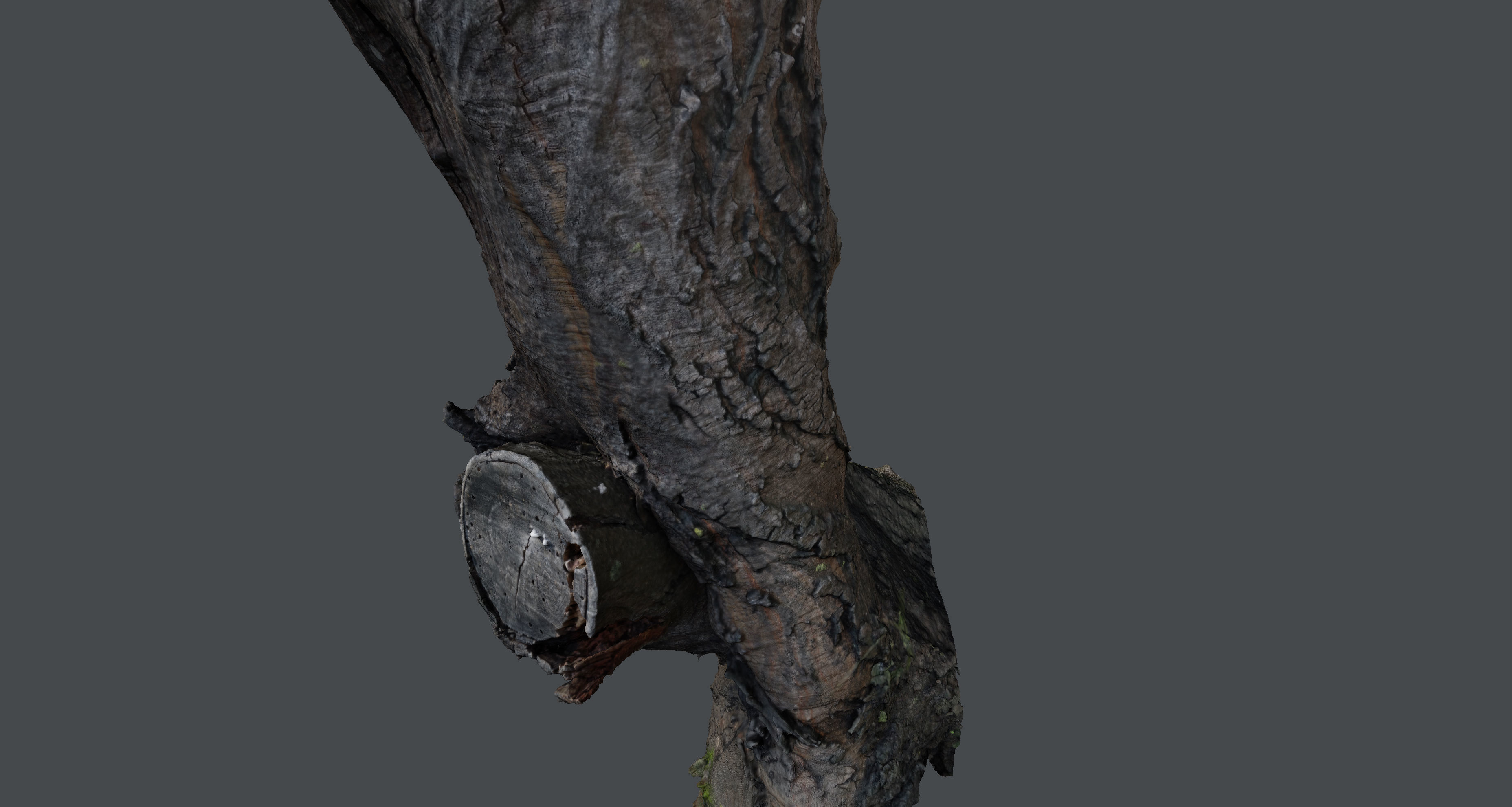 Tree trunk detail 3D model_7