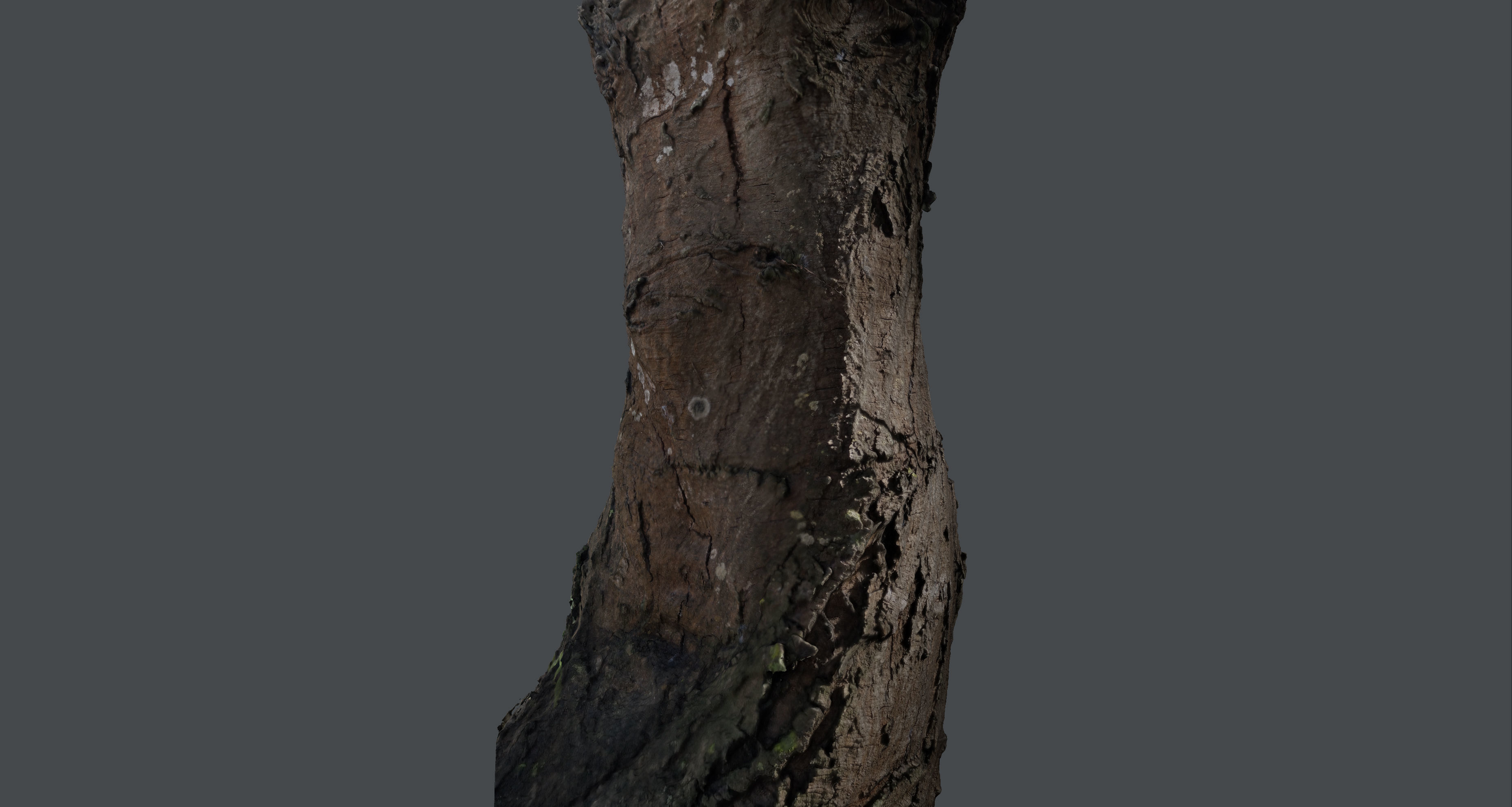 Tree trunk detail 3D model_4