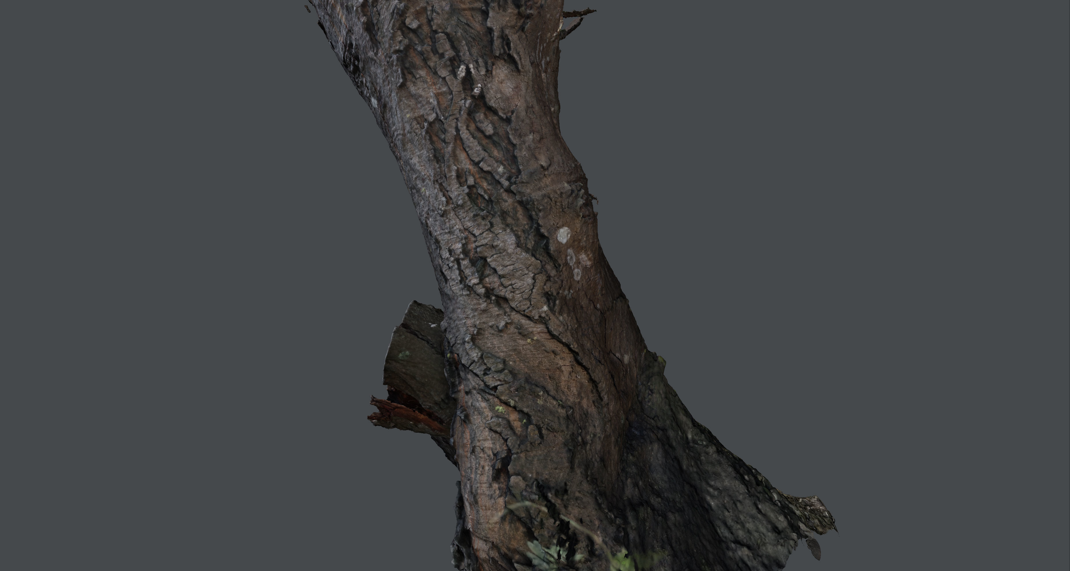Tree trunk detail 3D model_5