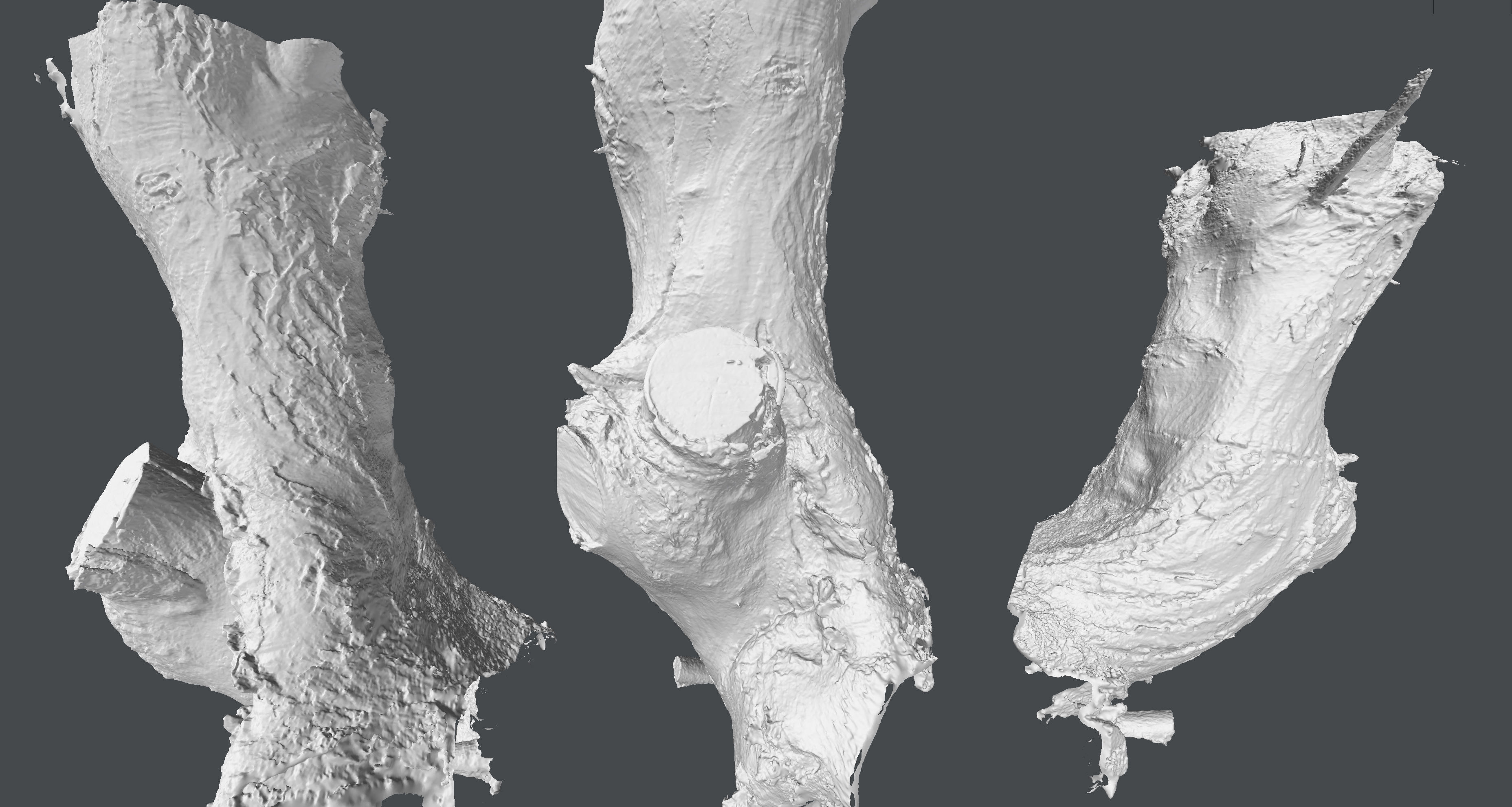 Tree trunk detail 3D model_3