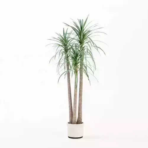 Large Potted Plant