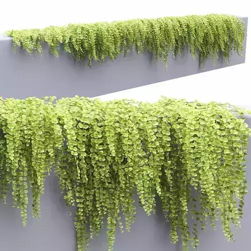 Lysimachia nummularia creeping 02