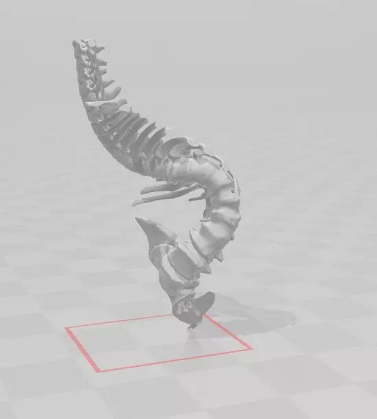 3D Scan spine model 3D print model