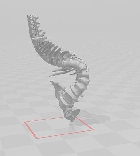 3D Scan spine model 3D print model