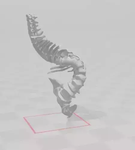 3D Scan spine model 3D print model