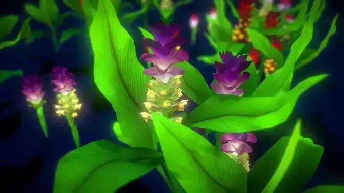 Flower Curcuna Longa