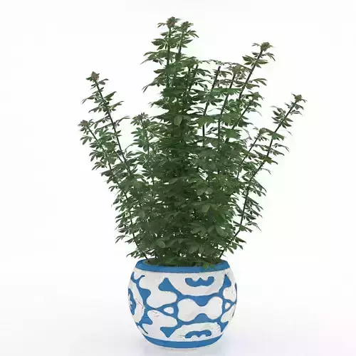 Cannabis Low poly plant in pot 3D model