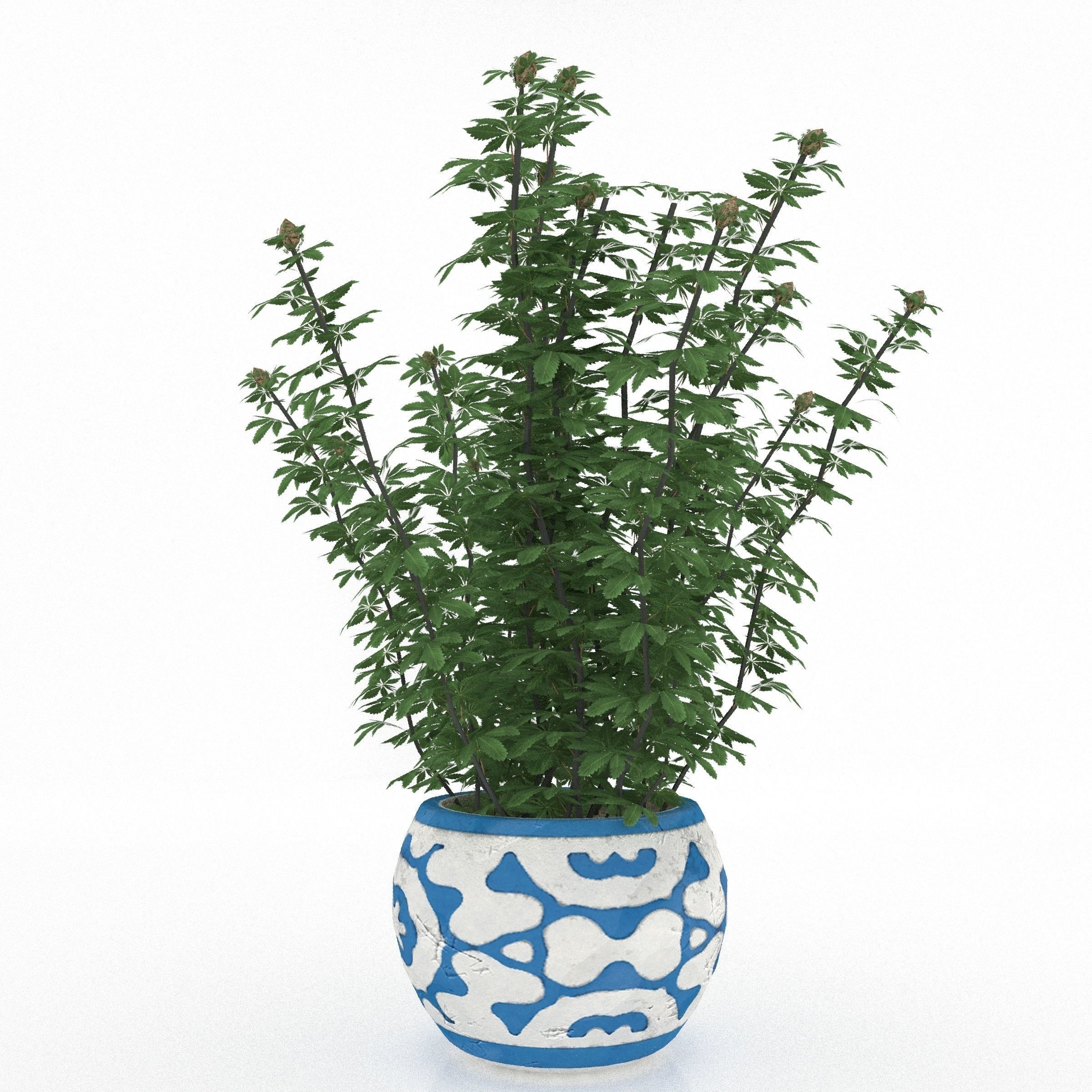 Cannabis Low poly plant in pot 3D model_4