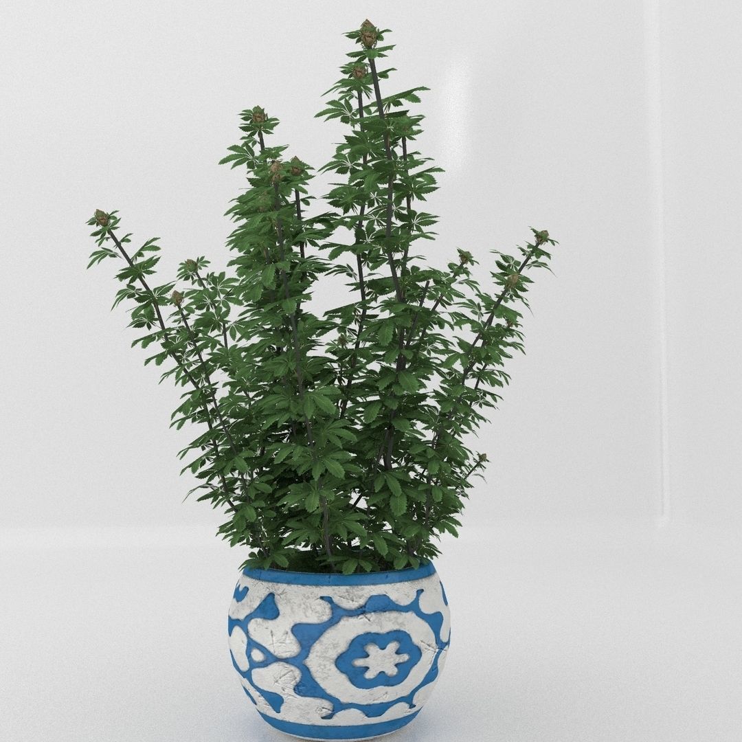 Cannabis Low poly plant in pot 3D model_6