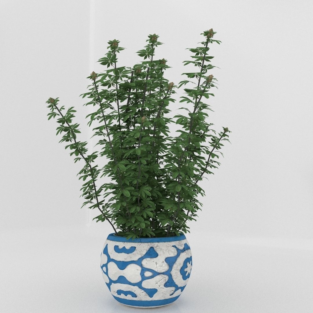 Cannabis Low poly plant in pot 3D model_5