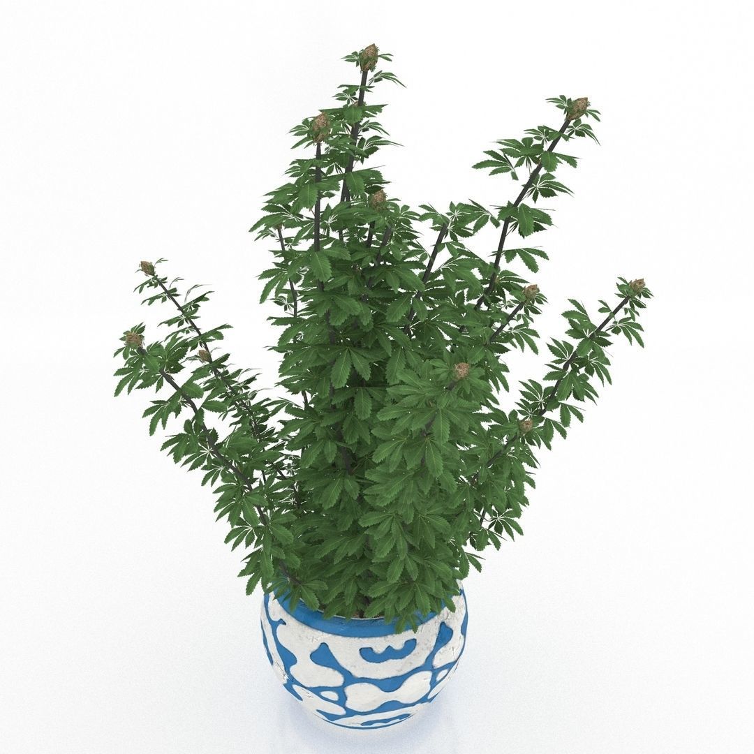 Cannabis Low poly plant in pot 3D model_7