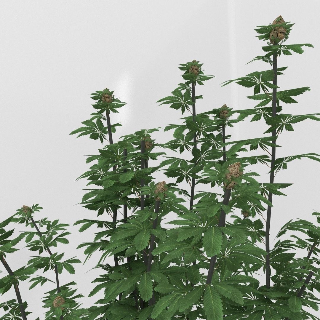 Cannabis Low poly plant in pot 3D model_2
