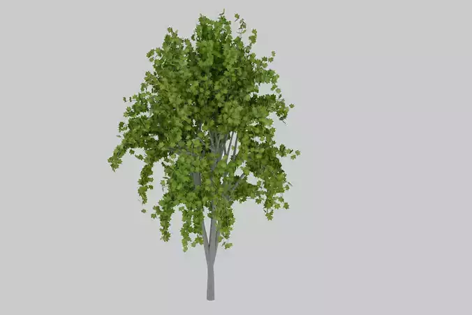 Tree with maple leaves 3D model
