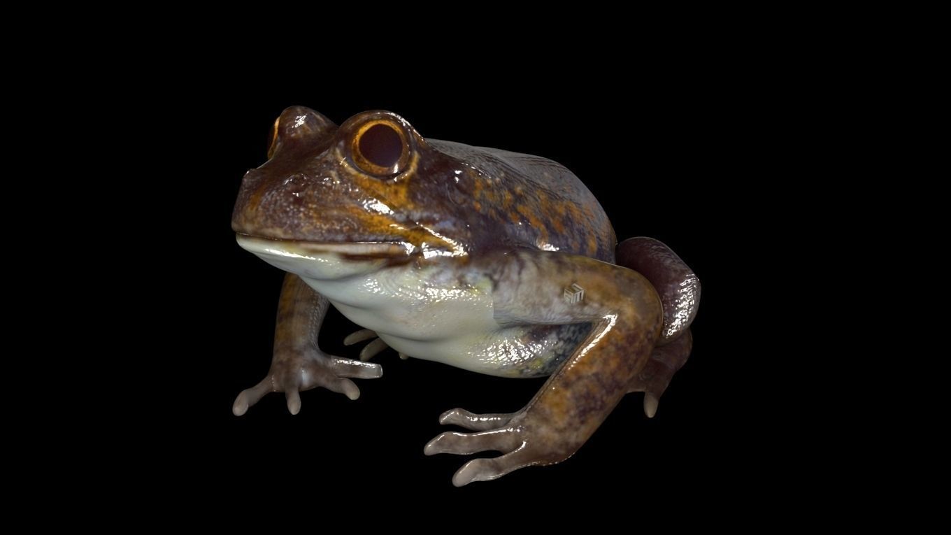 Frogs frog 3D model_1