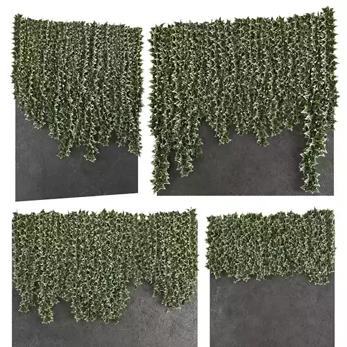 ivy on wall 3D model