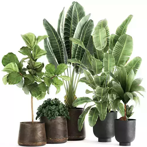 Plants in a metal flowerpot for the interior 1086