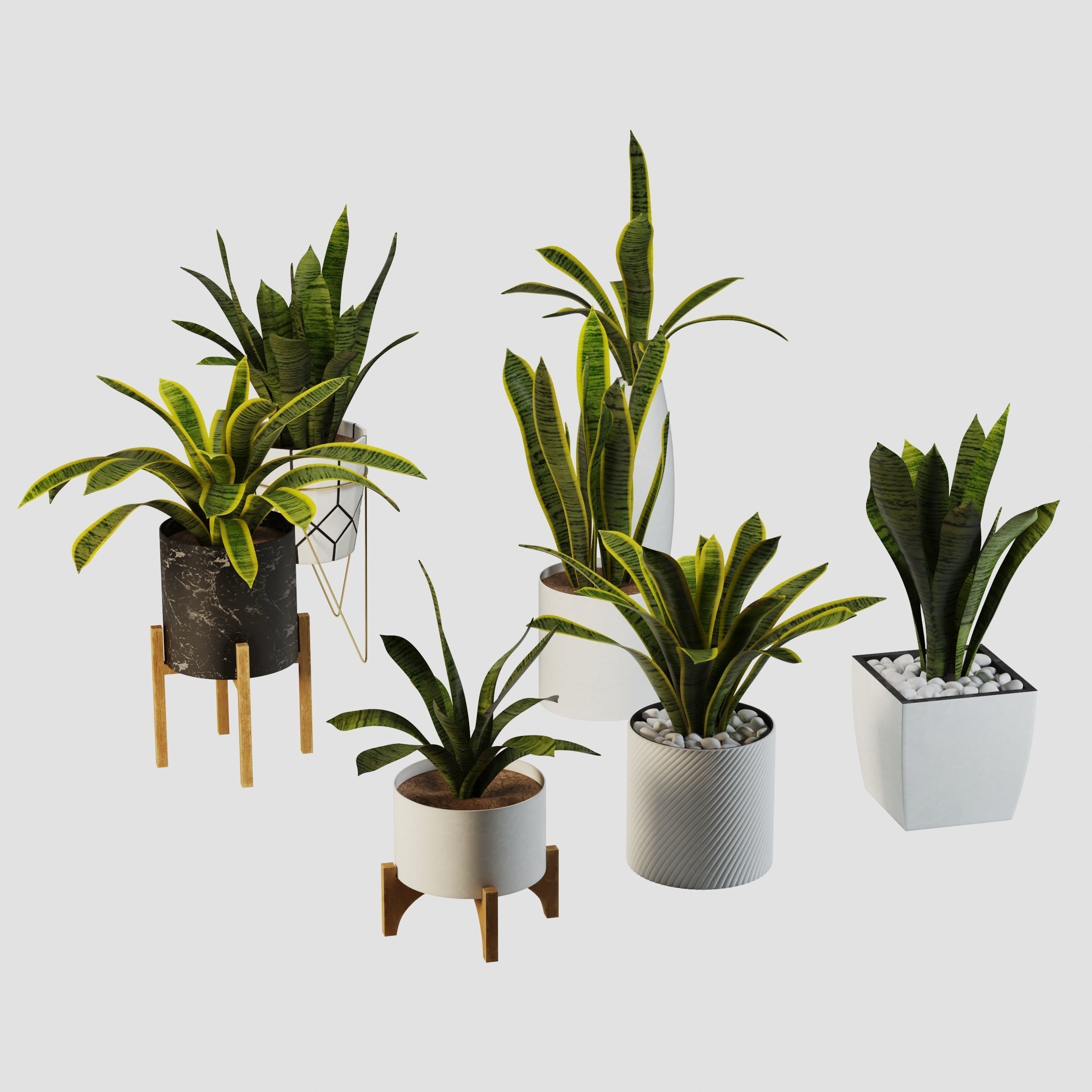 sansevieria potted plant 3D model_1