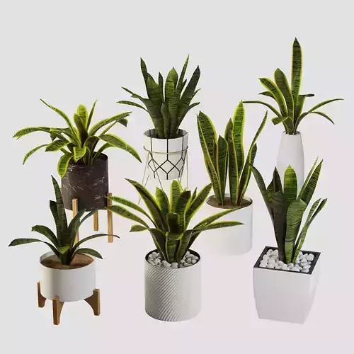 sansevieria potted plant