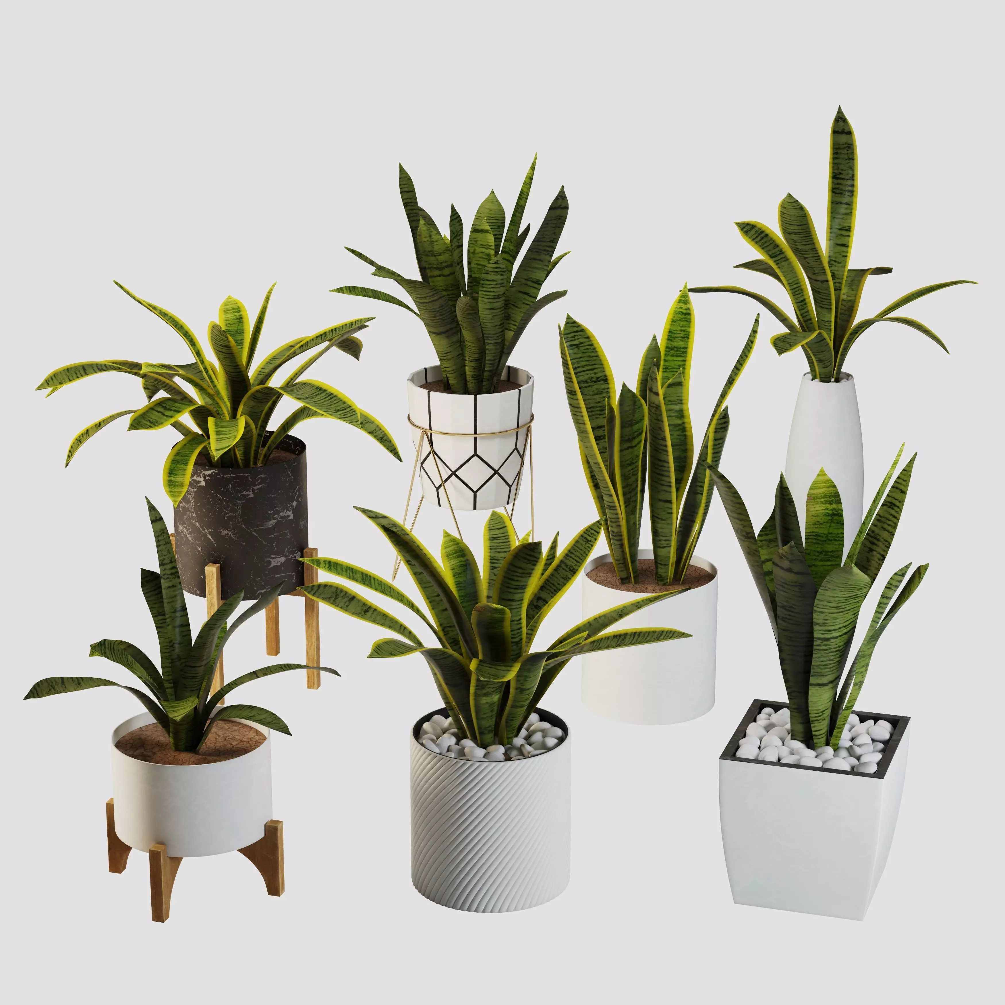 sansevieria potted plant 3D model_0