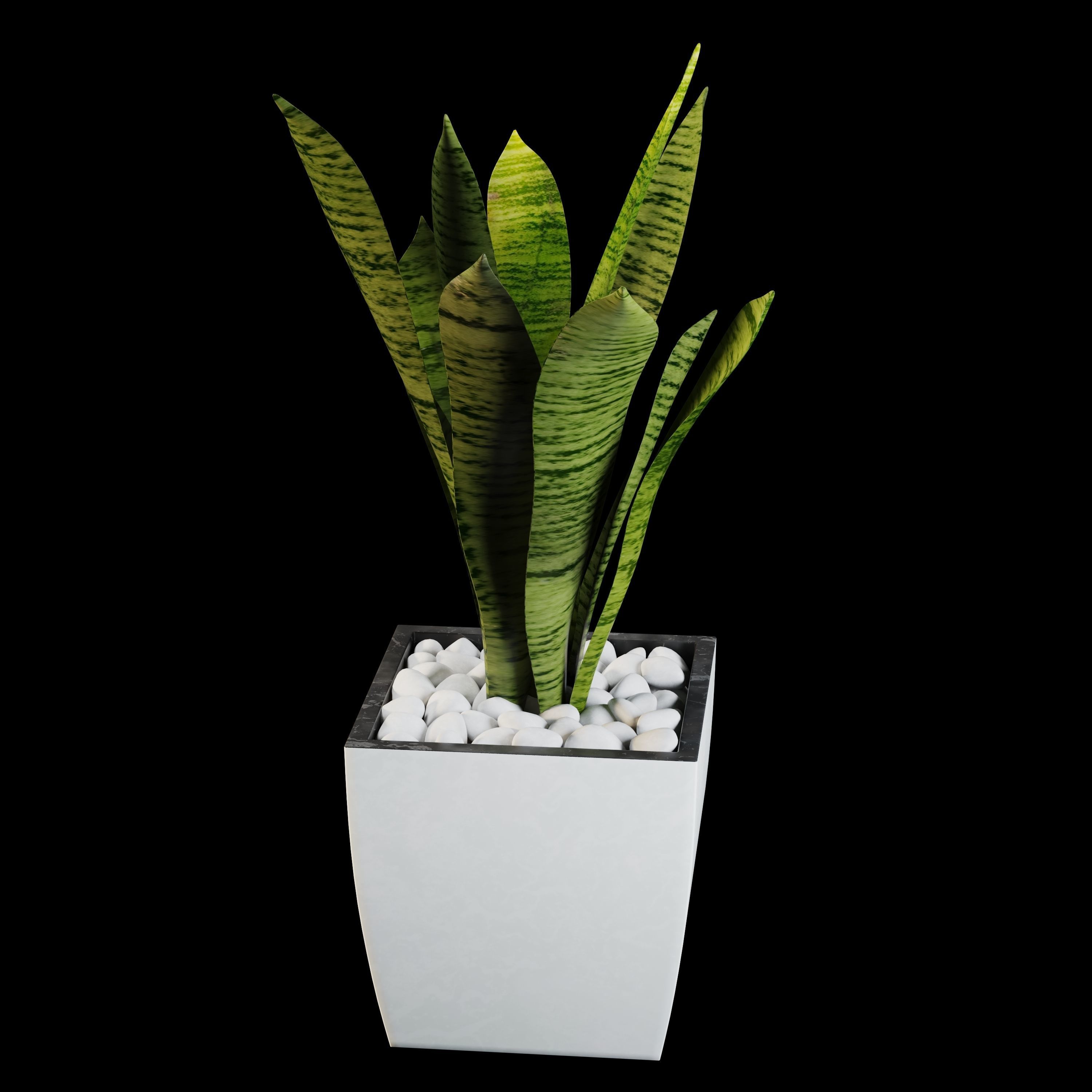sansevieria potted plant 3D model_5