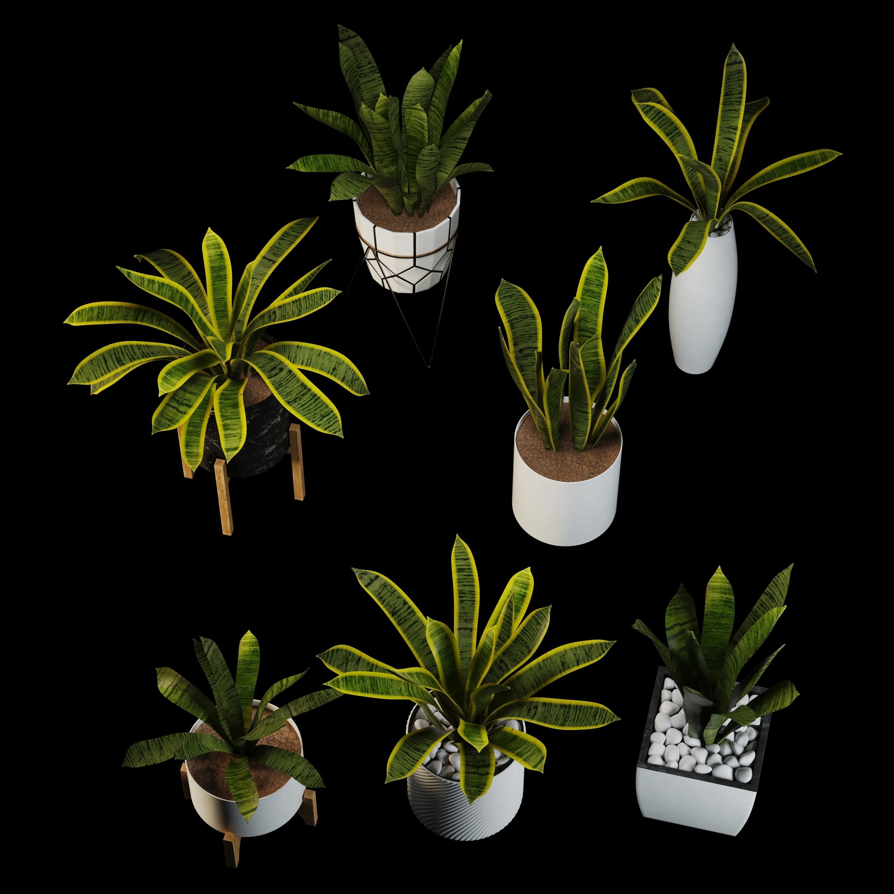 sansevieria potted plant 3D model_2