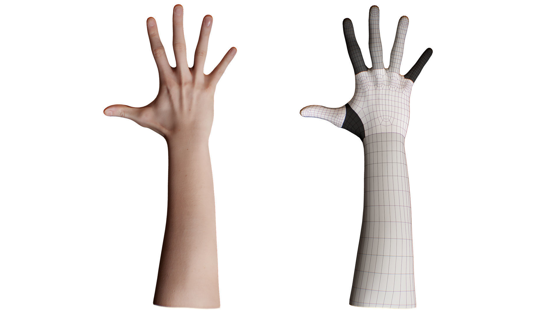 3D Retopologized Hand scan Noah George 3D model_5