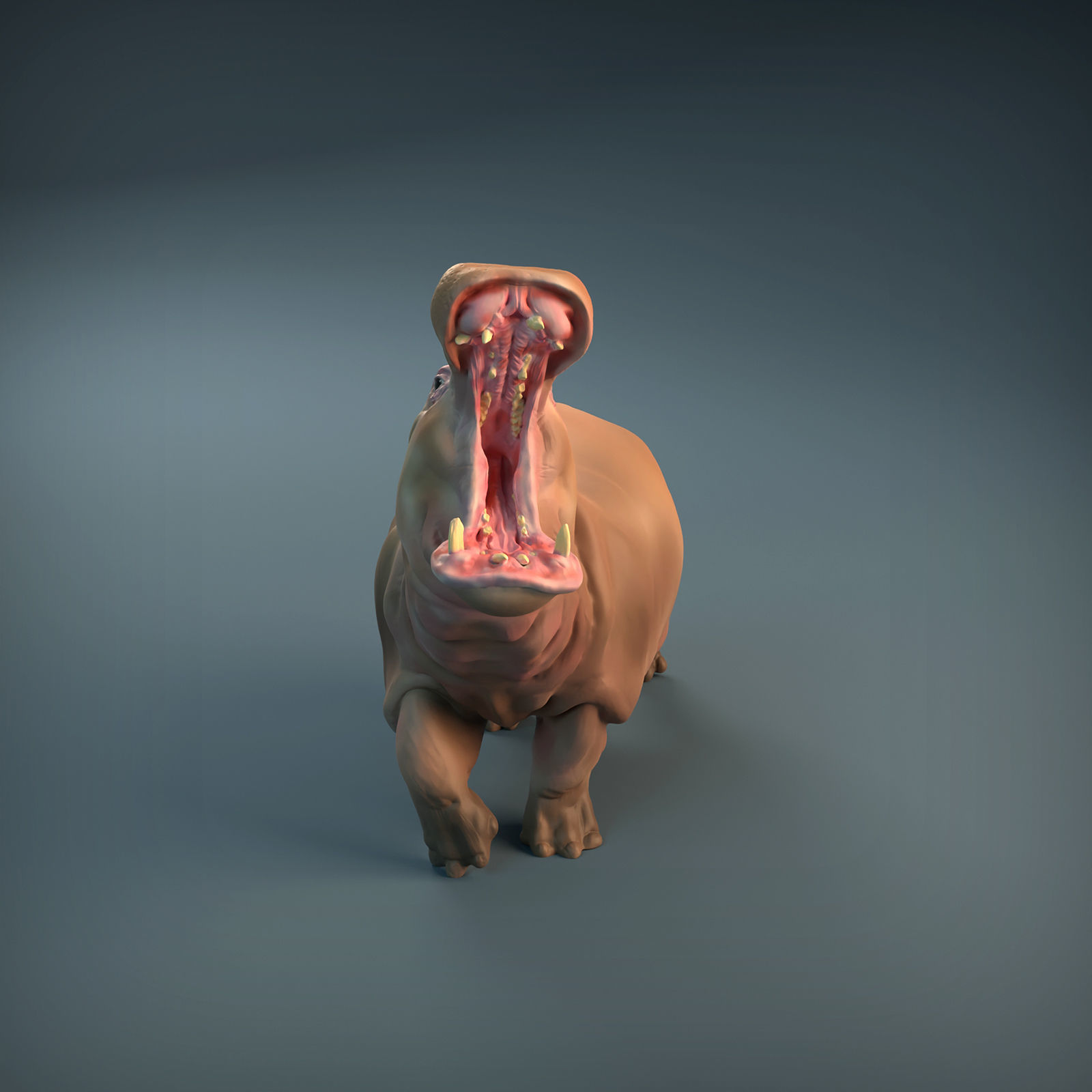 Angry Hippo for 3D printing 3D print model_6
