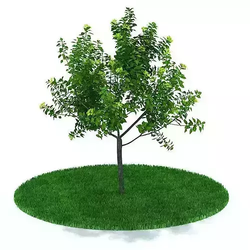 Leafy Simple Tree 3D model