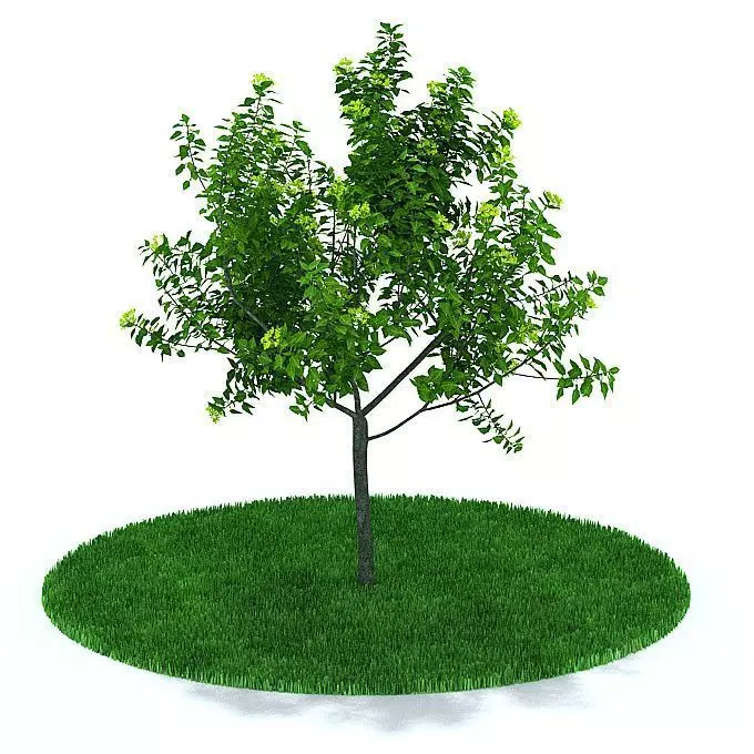 Leafy Simple Tree 3D model_0
