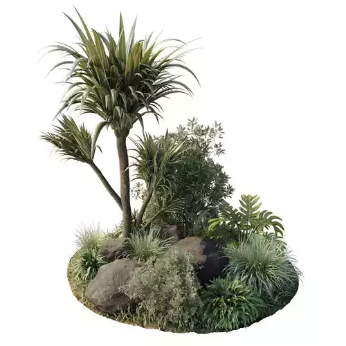 outdoor pot palm  tree  bush   fern the garden pot 