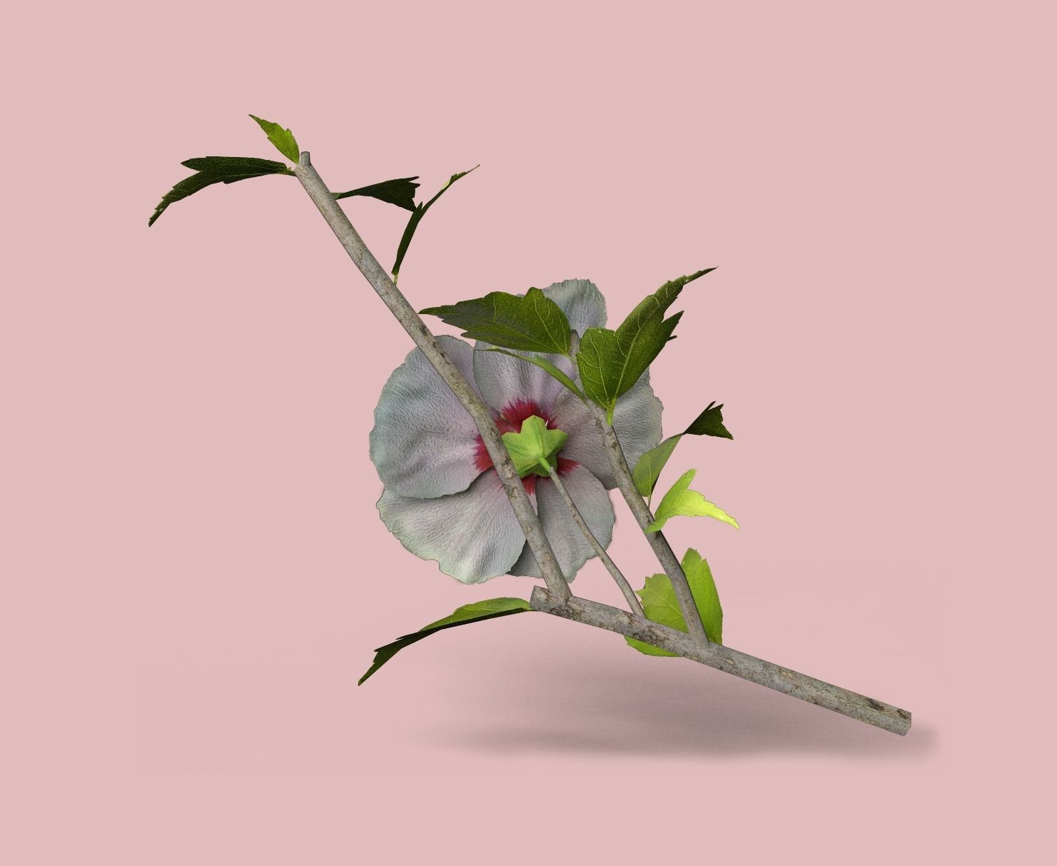 Rose of Sharon   Korean Rose PBR  Low poly model Low-poly 3D model_1
