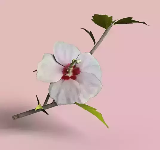 Rose of Sharon   Korean Rose PBR  Low poly model