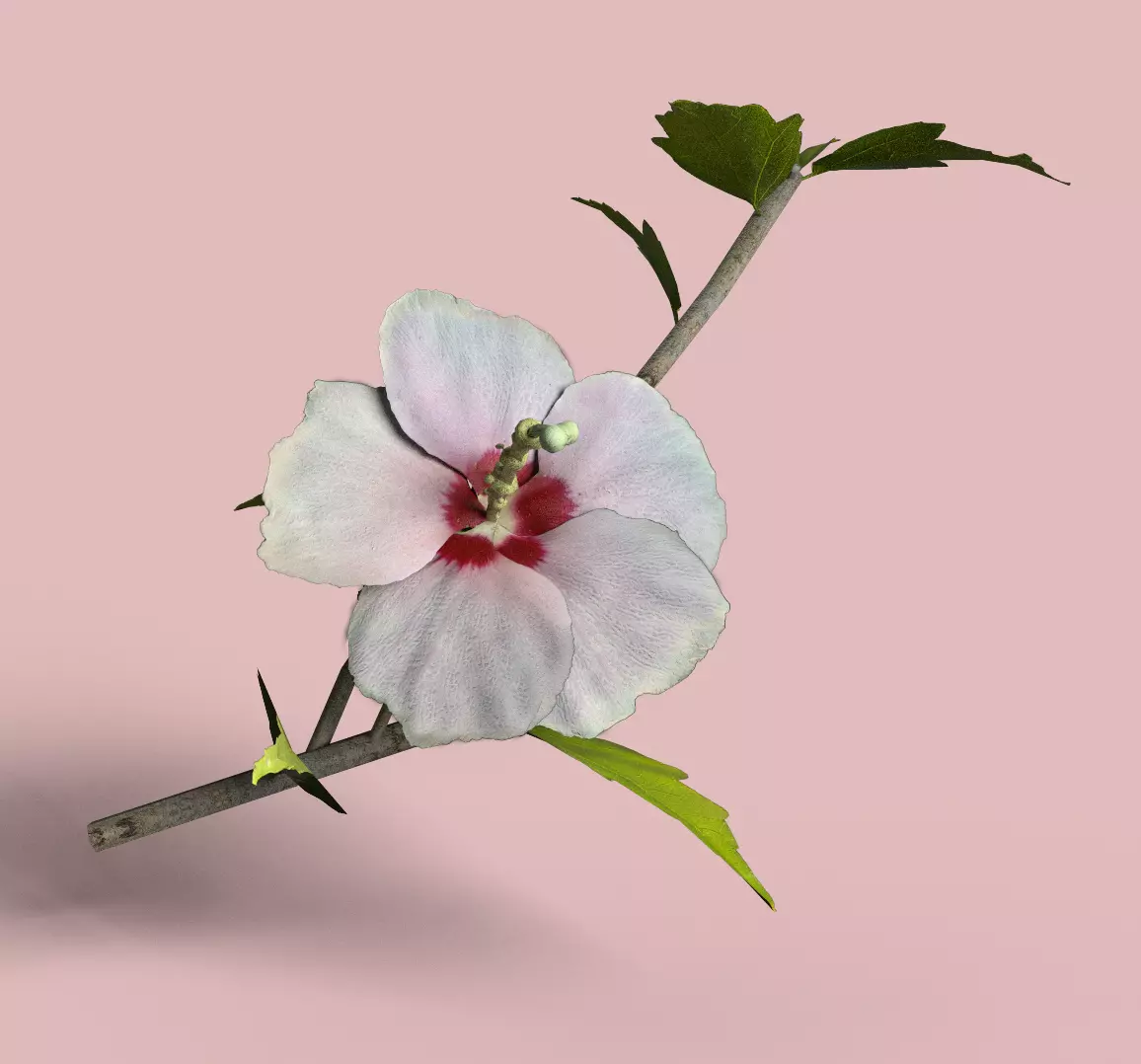 Rose of Sharon   Korean Rose PBR  Low poly model Low-poly 3D model_0