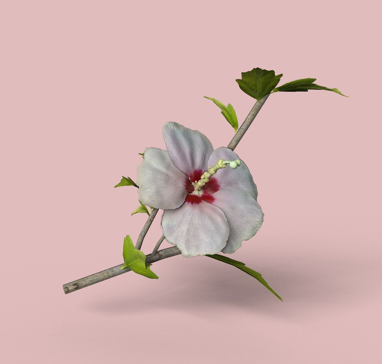 Rose of Sharon   Korean Rose PBR  Low poly model Low-poly 3D model_2
