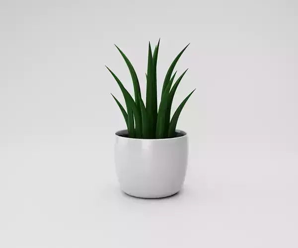 Realistic Aloe Vera potted plant with  stones in a white pot