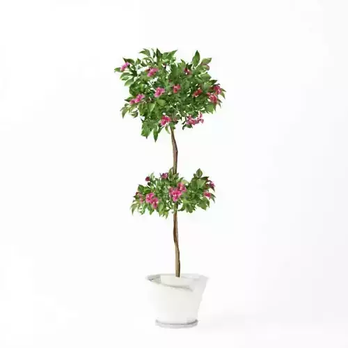 Purple And Green Plant In A Pot