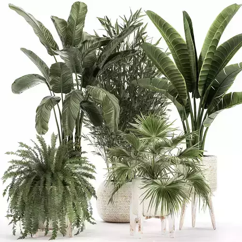 Ornamental plants in rattan baskets 1086 3D model