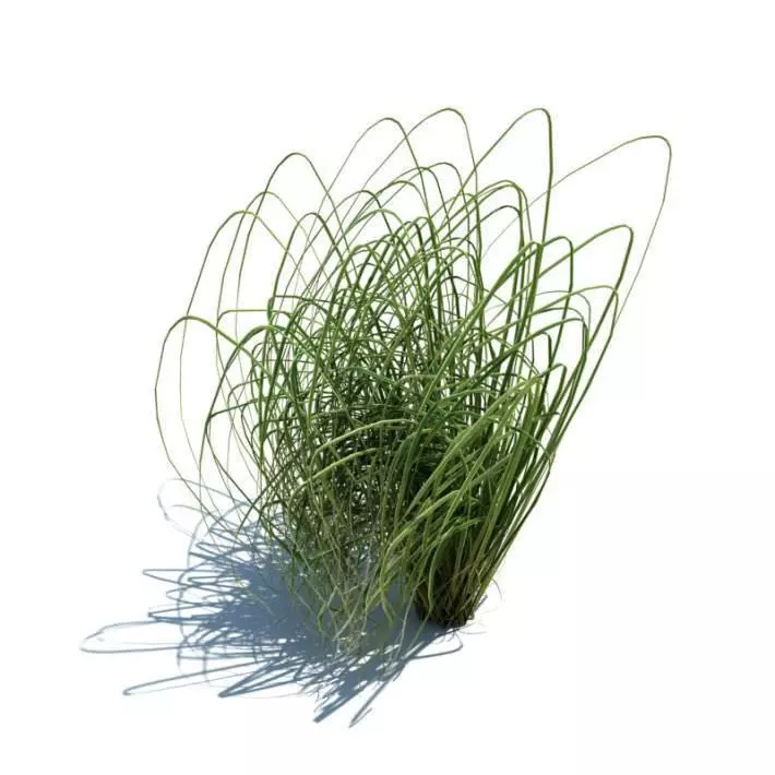 Green Long Grass 3D model_0