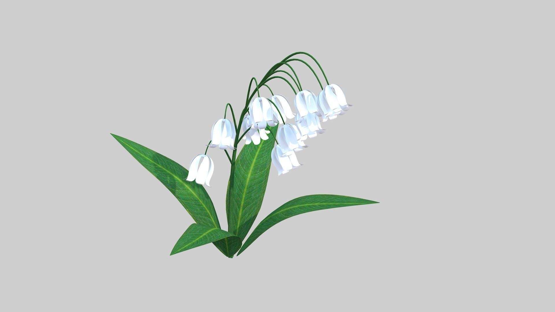 Lily of the valley Low-poly 3D model_8