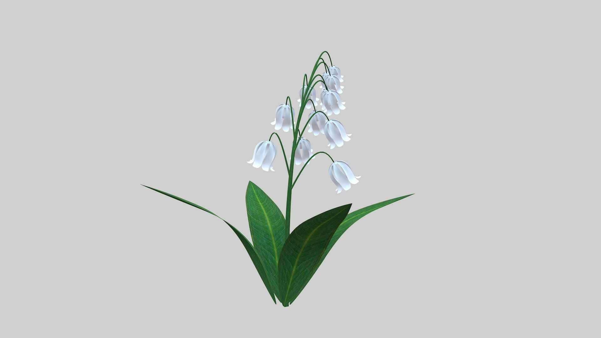 Lily of the valley Low-poly 3D model_9