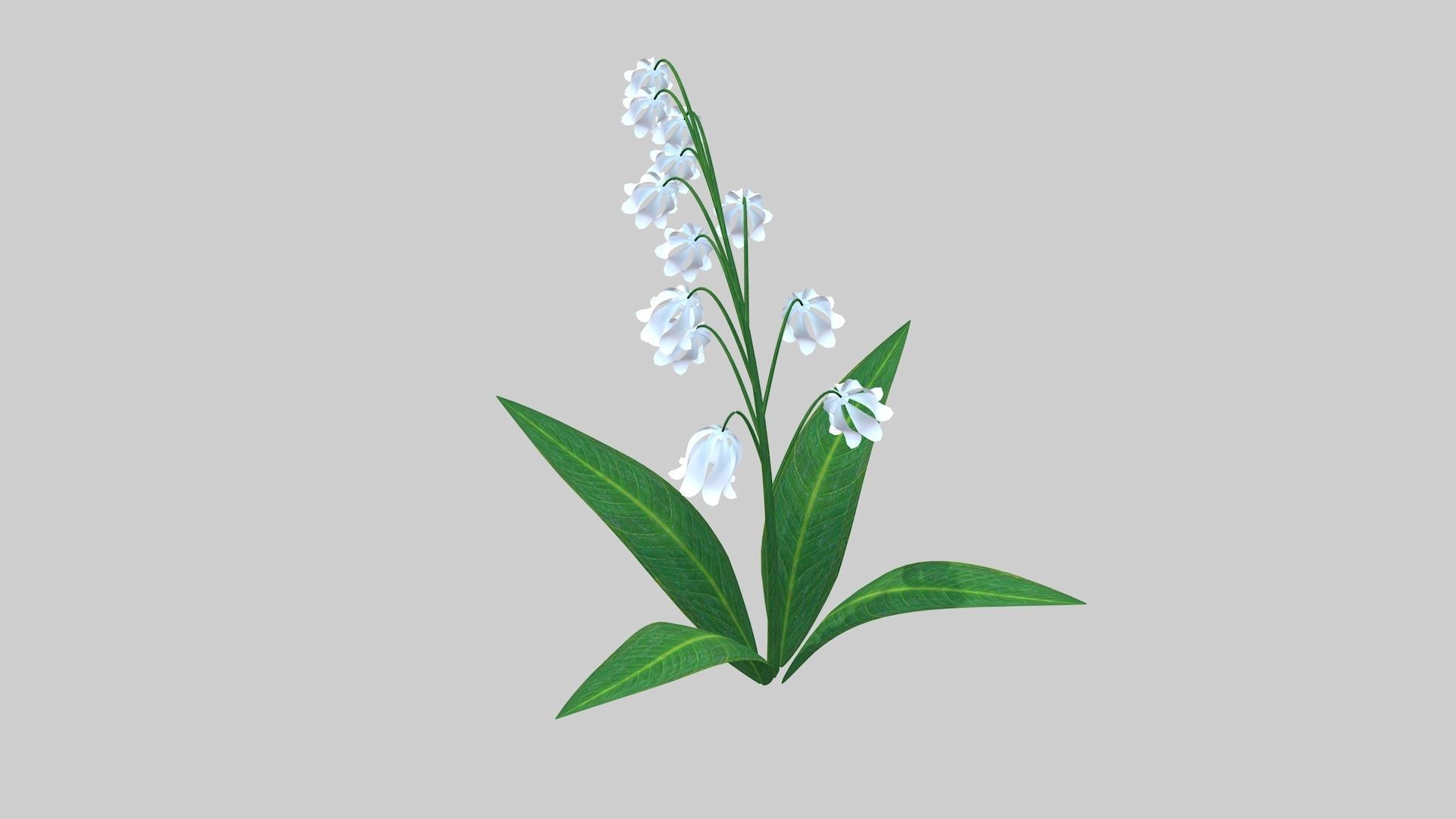 Lily of the valley Low-poly 3D model_10