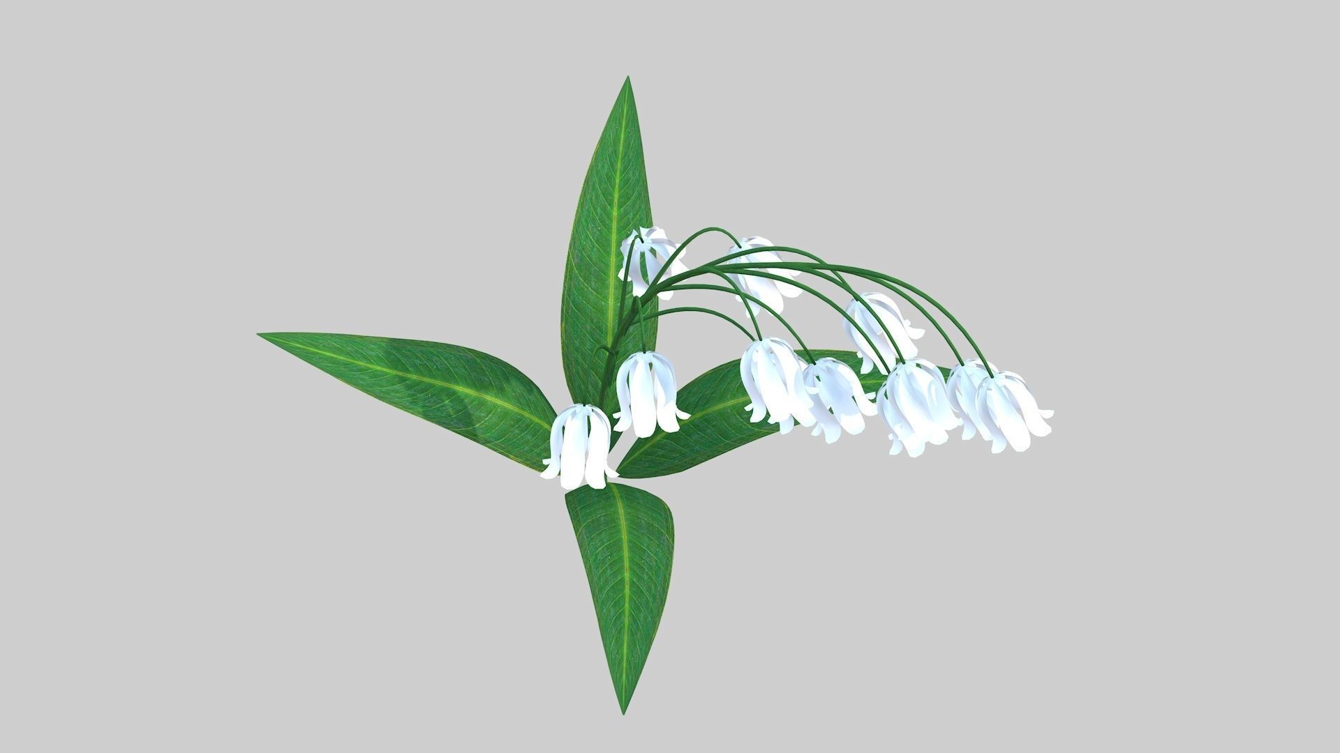 Lily of the valley Low-poly 3D model_7