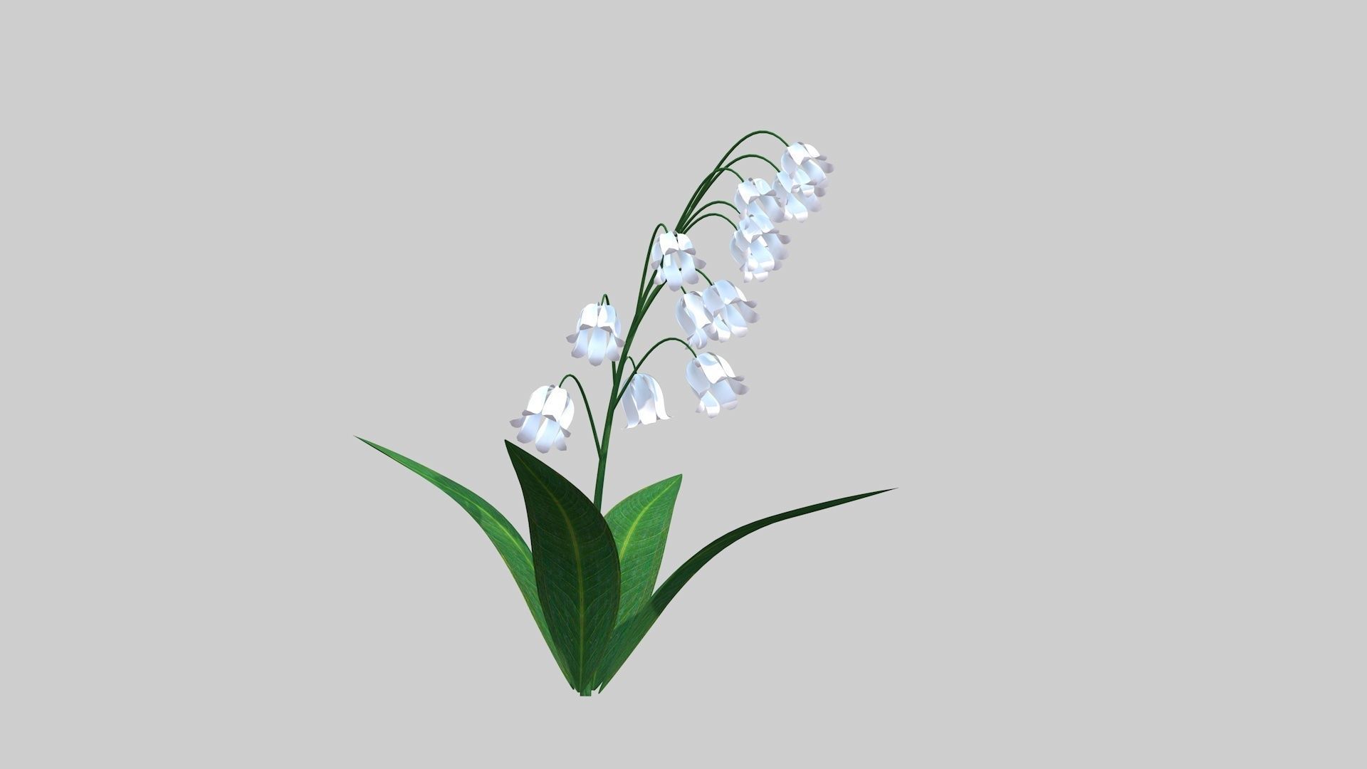 Lily of the valley Low-poly 3D model_5
