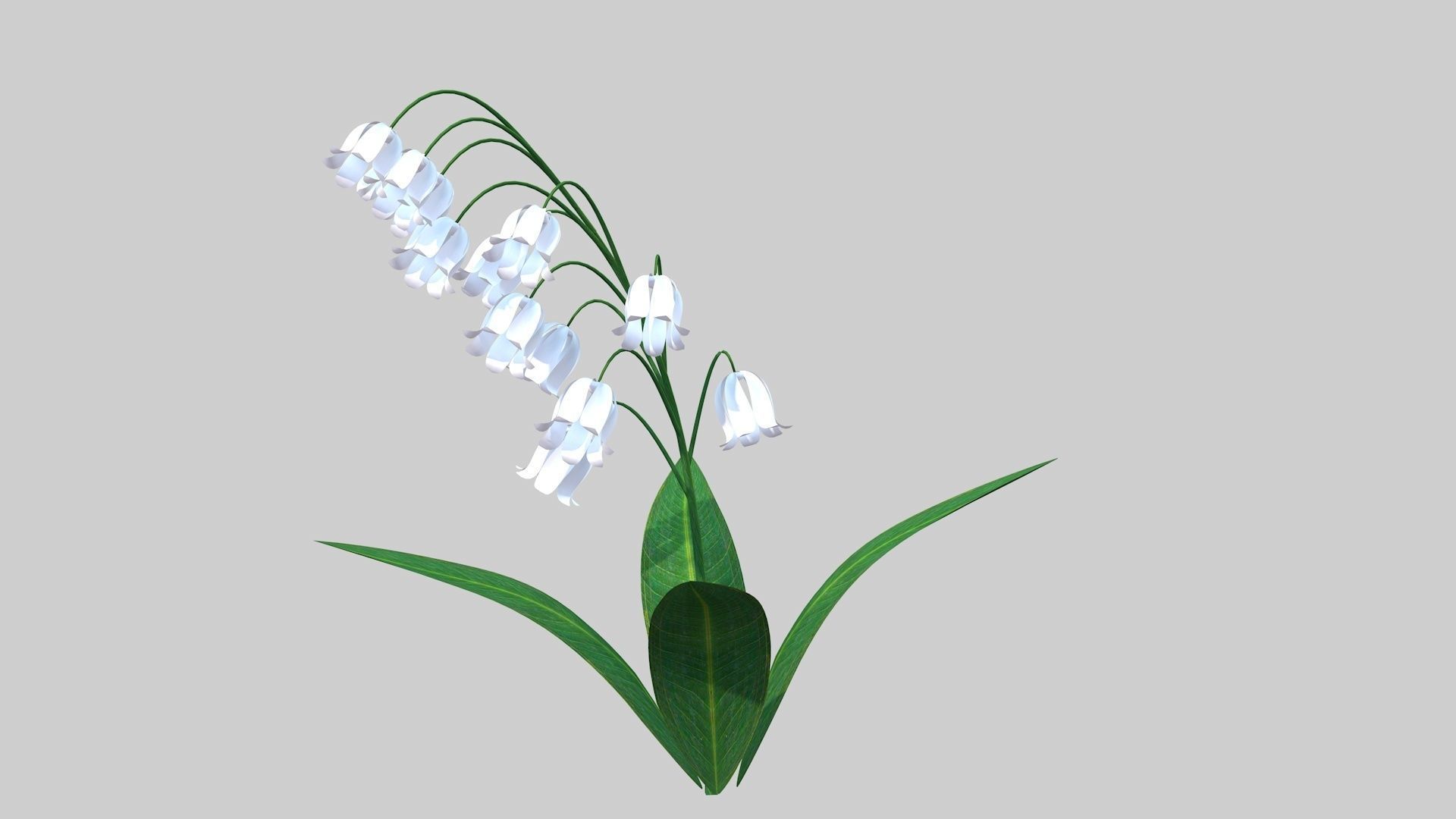 Lily of the valley Low-poly 3D model_6