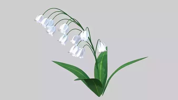 Lily of the valley