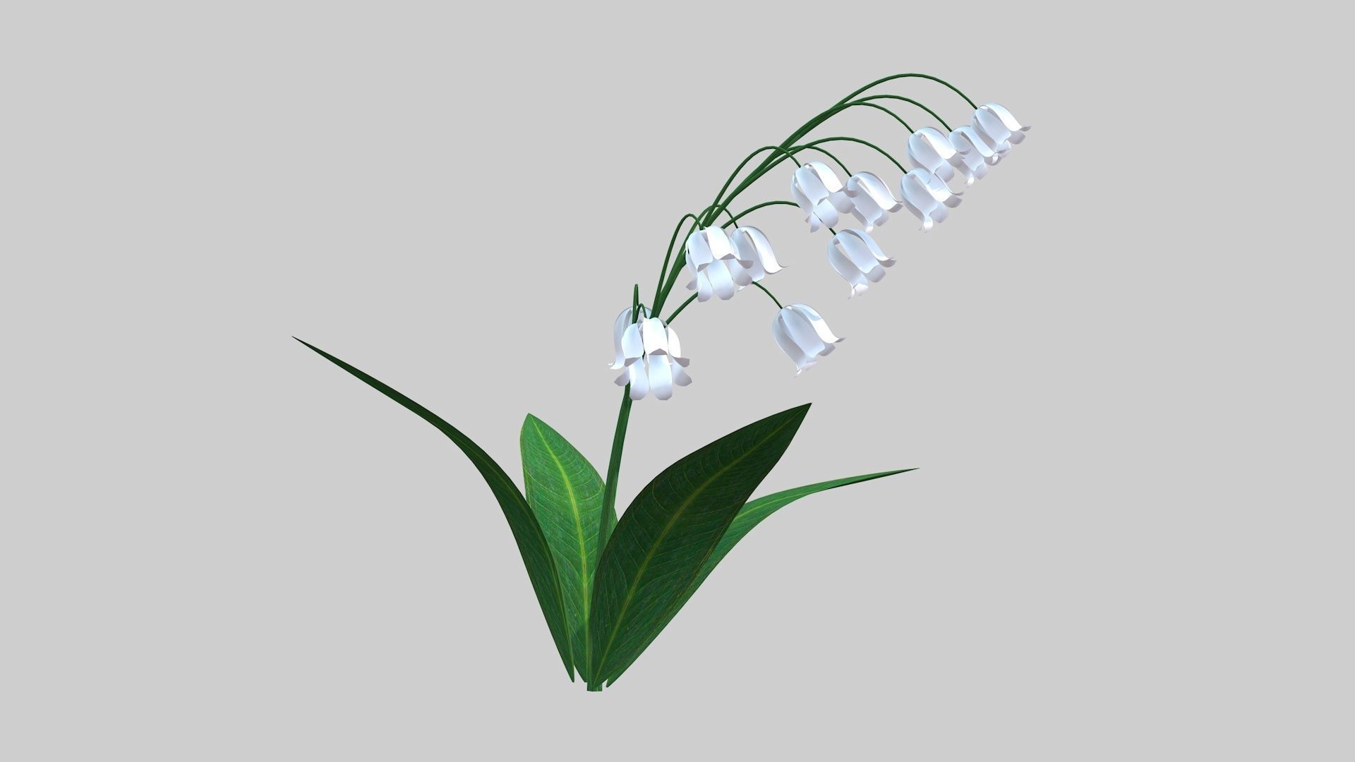 Lily of the valley Low-poly 3D model_2