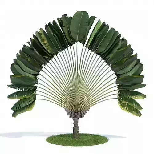 Ornamental Tropical Plant 3D model