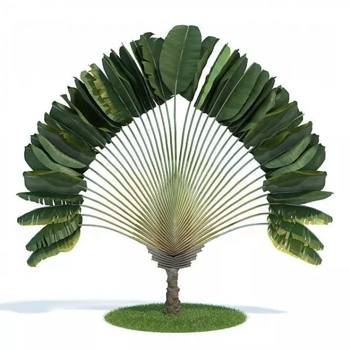Ornamental Tropical Plant 3D model_0