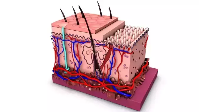 human skin cell anatomy 3D model