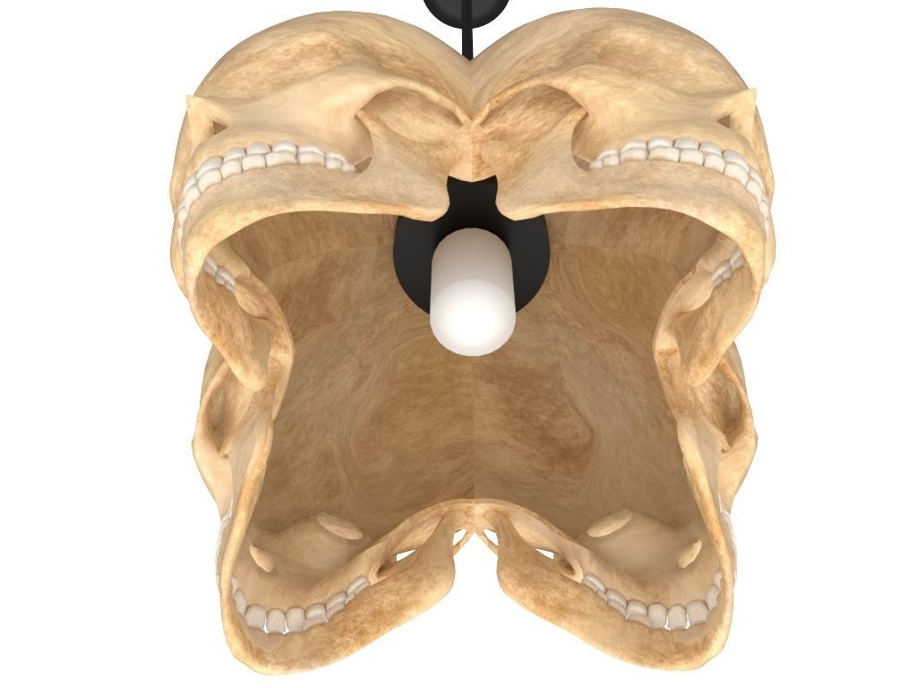 Skull Lamp 3D model_4